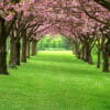 Blossom Tree Path