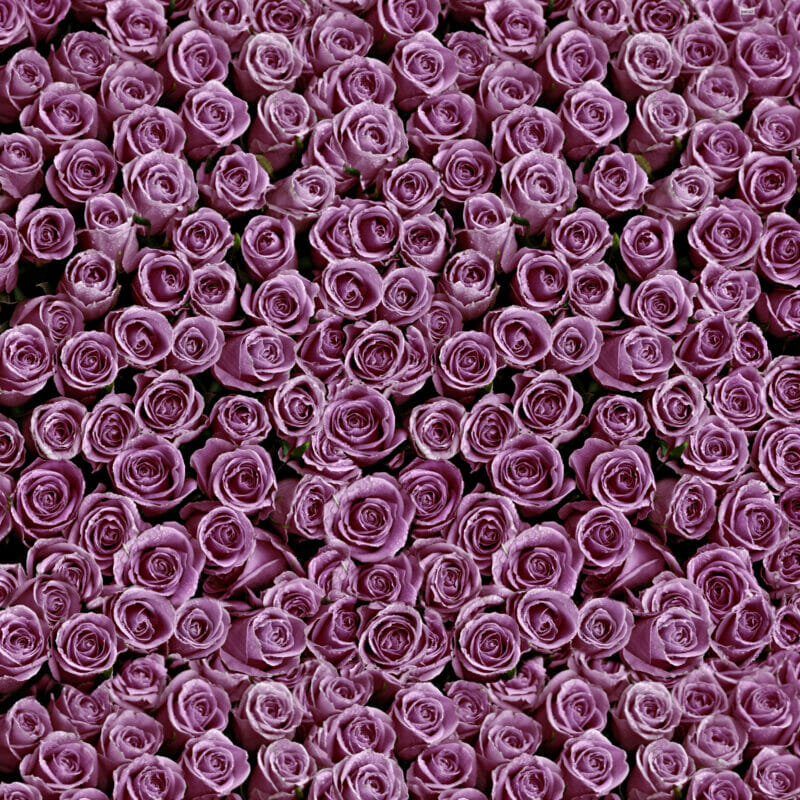 Roses Purple Vinyl Photography Backdrop For Studios - Click Props Backdrops